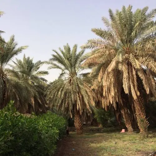 Ajwa Tours